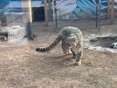-青藏高原野生动物园