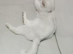-Heymao猫咖.咖啡厅(东门店)