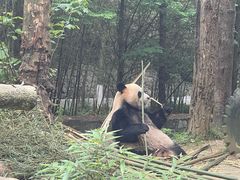 -都江堰中华大熊猫苑