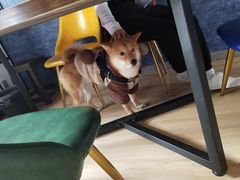 -猫尾侦探俱乐部·剧本杀·狼人杀