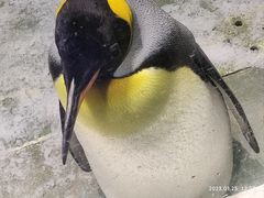 -大连圣亚海洋世界