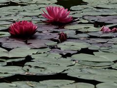 -国家植物园南园