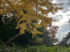 -秋霞圃