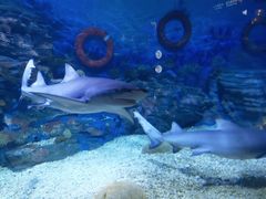 -烟台海昌鲸鲨海洋公园