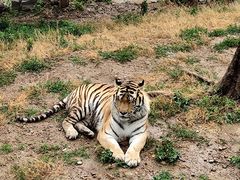 -大连森林动物园