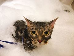 -PETKIT小佩宠物(古北店)