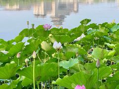 -莲花池公园