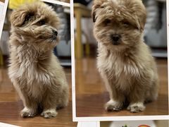 -爱侣宠医·鹦鹉专科·小型哺乳类·异宠专科(灵石路店)