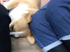 -趣玩宠物乐园寄养训犬训狗游泳池