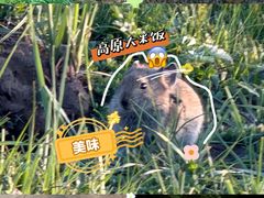 -青藏高原野生动物园