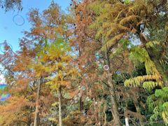 -重庆彩云湖湿地公园