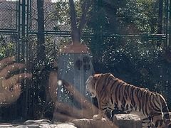 -上海野生动物园老虎餐厅