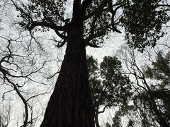 -绮园景区