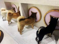 -柴务处·柴犬主题狗咖