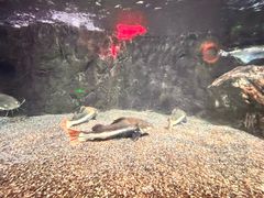 -太平洋海底世界