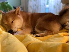 -美联众合动物医院·24h转诊中心