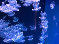 -海合安武汉极地海洋公园