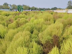 -天津东丽湖风景区