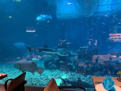 -海棠湾洲际-涛·海底餐厅·美人鱼·自助餐·海底隧道