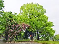 -鹅湖玫瑰文化园