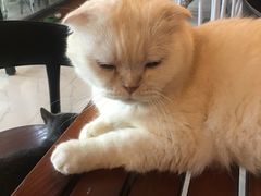 -猫爷宠物生活馆·撸猫馆