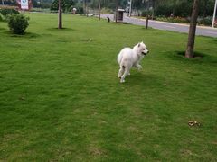 -农夫大盘鸡(经八路总店)