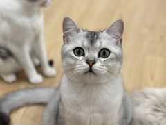 -有喵·猫咖·狗咖·30几只猫10只小狗(岗厦店)