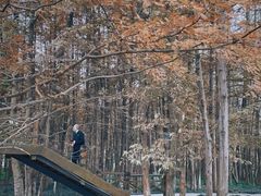 -桤木河湿地公园