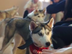 -Husky Go! 哈士奇体验馆·宠物咖啡厅狗咖