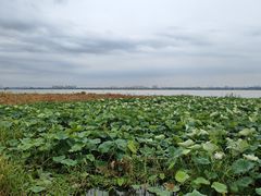 -七的湖·晚芳亭·阳澄湖农家菜·大闸蟹(莲花岛店)