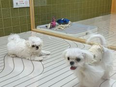 -帕帕拉兹宠物(亚洲旗舰店)