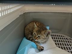 -瑞鹏宠物医院·夜间急症·心超·猫科(祖庙分店)