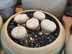 -双季花艺园艺市场(浦东店)