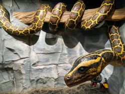 -Zoolung Zoolung动物主题公园(海信广场店)