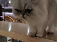 -more than meow吴止猫主题餐厅(承德 中船汇店)