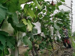 -马陆小张葡萄园农家乐