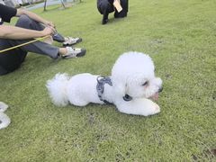 -翊宠yipet猫狗购宠庄园犬舍•猫舍