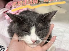 -美迦爱动物医院·夜诊(朝阳路诊疗中心)