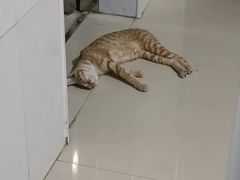 -爱诺耐芙动物医院(万博店)