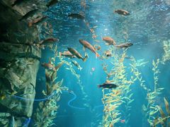 -瑞普利水族馆