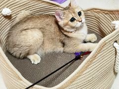 -lincat·猫舍(广州店)