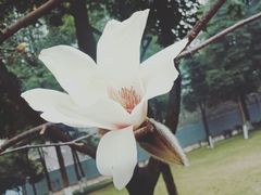 -重庆市江北嘴中央商务区中央公园