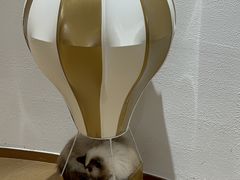 -1013 PET SHOP精品宠物商店(丁香店)