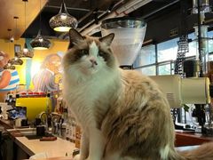 -咖法森林·咖啡  酒吧(天河店)