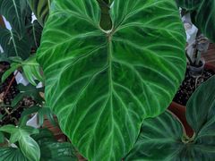 -Rabbit Cafe私房西餐甜点咖啡(栖霞路店)