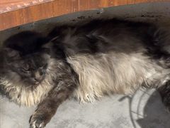 -MOLLY'S萌宠生活馆