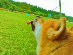 -武陵山森林公园