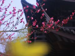 -范蠡湖公园