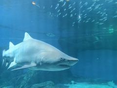 -海合安成都极地海洋公园
