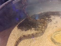 -萌宠奇缘(荣鼎店)